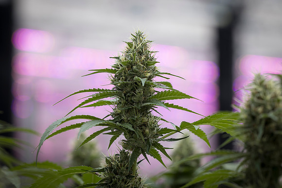 RobustMissouri_Greenhouse_Budding_15