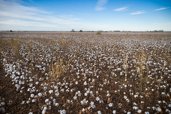 RRXCottonTexas_cdp_837