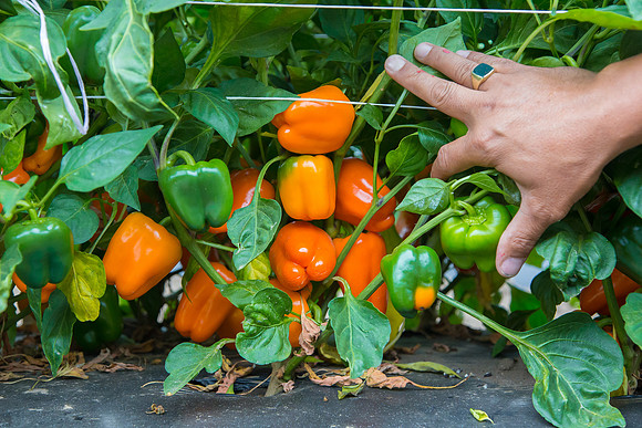SweetPeppers_SV3936PS_CA_0026