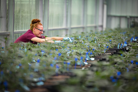 RobustMissouri_Greenhouse_Young_217