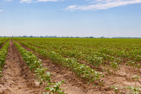 ThryvOn_2022_TurnageFarms_cdp_72