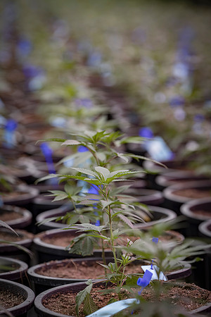 RobustMissouri_Greenhouse_Young_272
