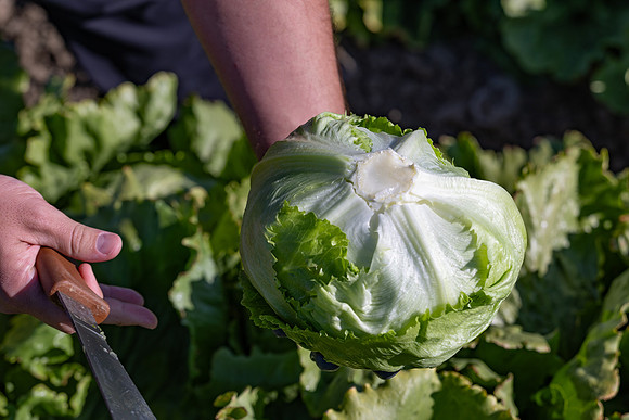 Moneyball_Lettuce_36