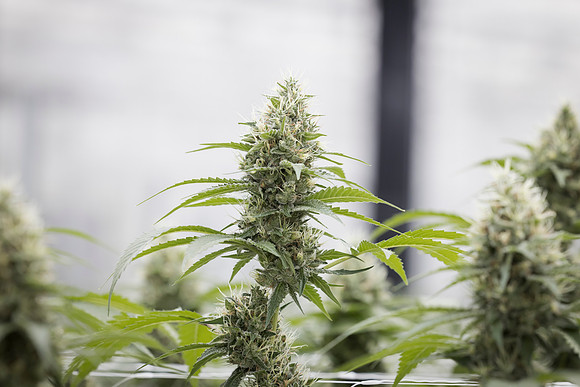 RobustMissouri_Greenhouse_Budding_98