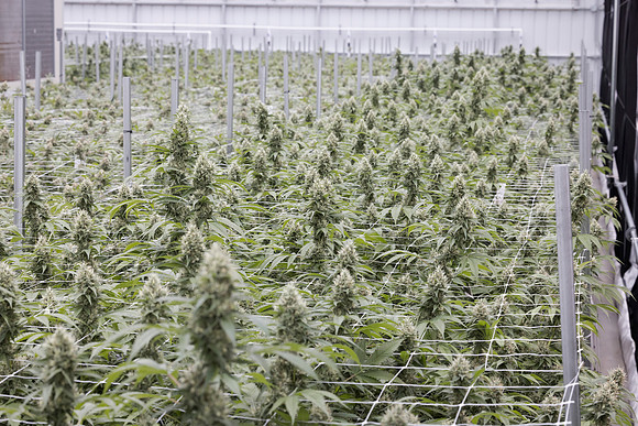 RobustMissouri_Greenhouse_Budding_141