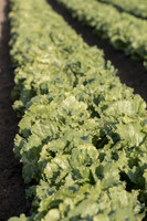 Lettuce_SV8143LG_CA_0019