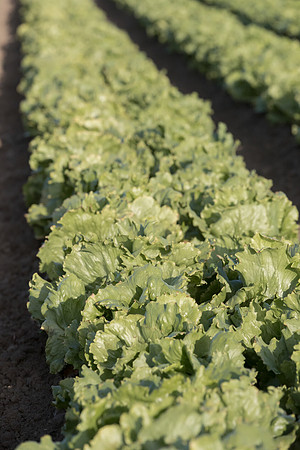 Lettuce_SV8143LG_CA_0019