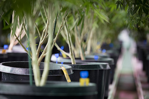 RobustMissouri_Greenhouse_Young_57