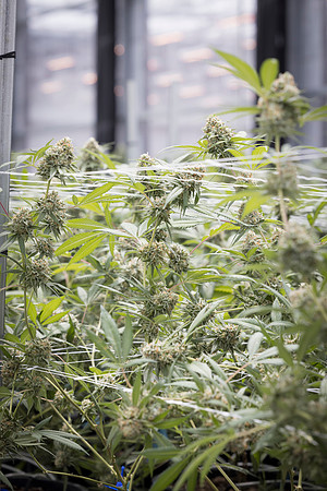 RobustMissouri_Greenhouse_Budding_46