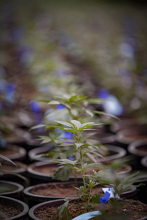 RobustMissouri_Greenhouse_Young_264