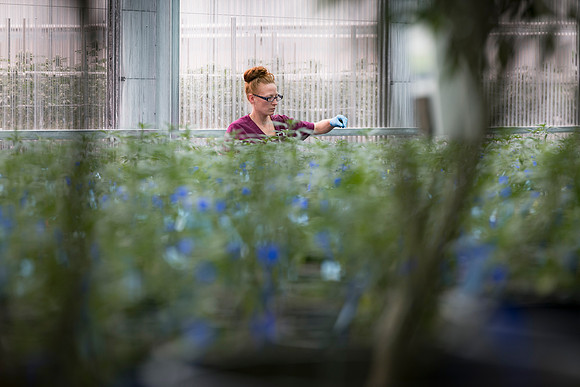 RobustMissouri_Greenhouse_Young_5