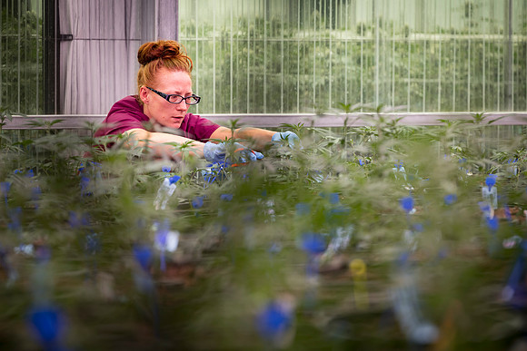 RobustMissouri_Greenhouse_Young_104