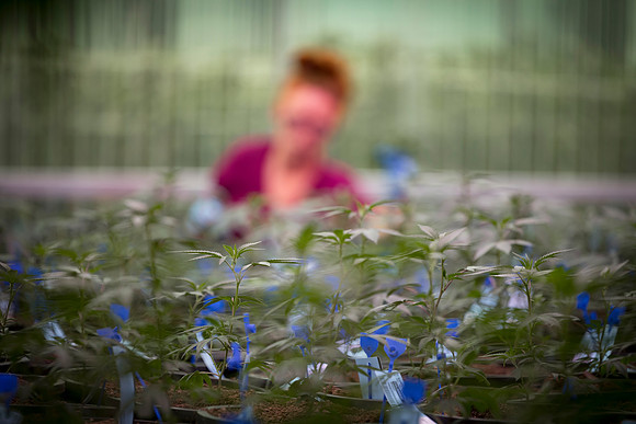 RobustMissouri_Greenhouse_Young_154