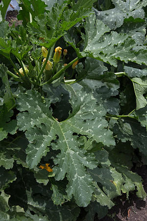 Squash_Adelita_MX_0035