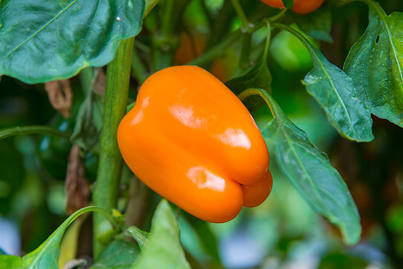 SweetPeppers_SV3936PS_CA_0006