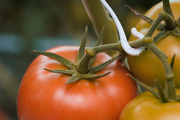 Tomato_DeRuiter_Kingsville_2022_306