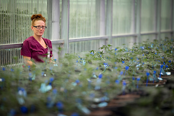 RobustMissouri_Greenhouse_Young_197