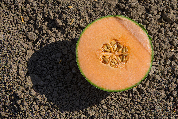 Melon_OrangeBeauty_CA_0039
