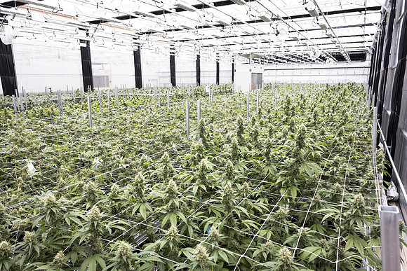 RobustMissouri_Greenhouse_Budding_158