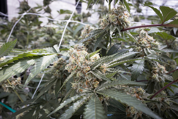 RobustMissouri_Greenhouse_Budding_191