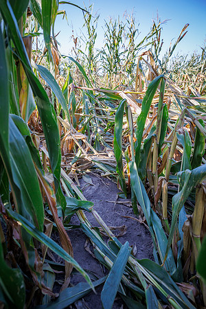 ShortCorn_LibertyIL_cdp_51