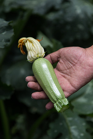 Squash_Adelita_MX_0069