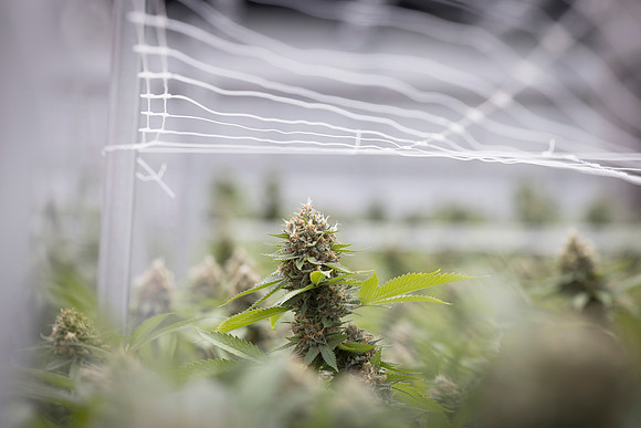 RobustMissouri_Greenhouse_Budding_35