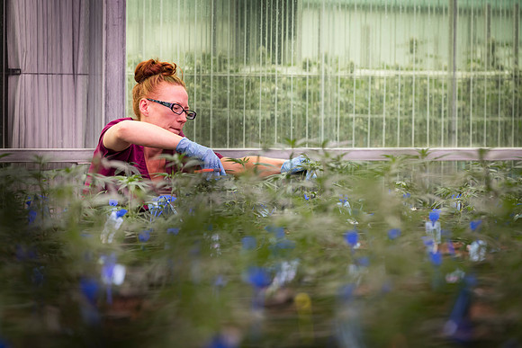 RobustMissouri_Greenhouse_Young_77