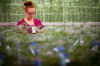 Greenhouse - Young plants