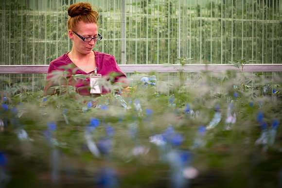 RobustMissouri_Greenhouse_Young_130