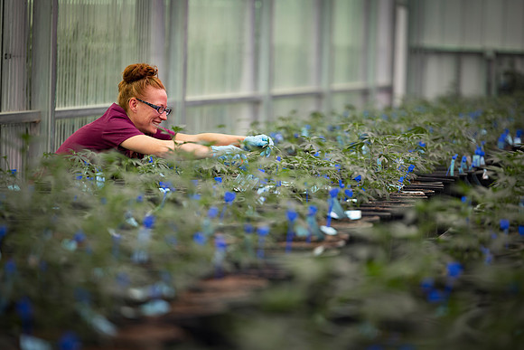 RobustMissouri_Greenhouse_Young_218