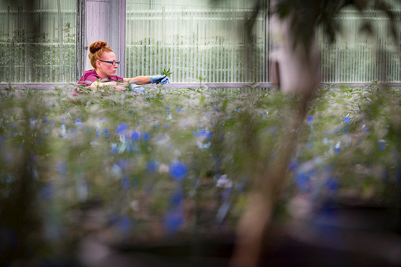 RobustMissouri_Greenhouse_Young_51