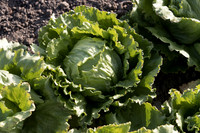 Lettuce_SV8143LG_CA_0042