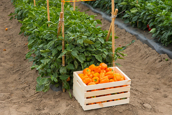 SweetPeppers_SV3936PS_CA_0118