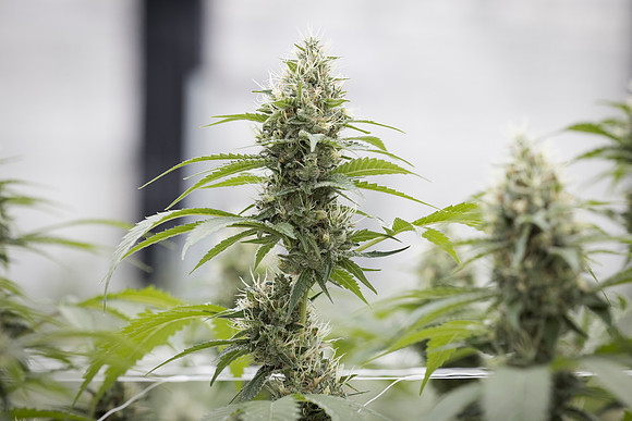 RobustMissouri_Greenhouse_Budding_107