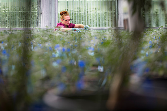 RobustMissouri_Greenhouse_Young_19