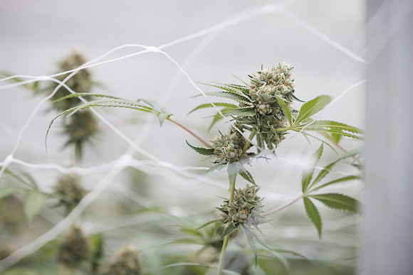 RobustMissouri_Greenhouse_Budding_71