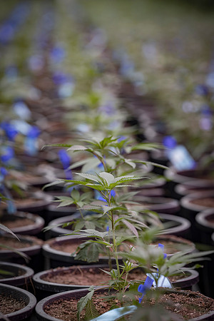 RobustMissouri_Greenhouse_Young_276