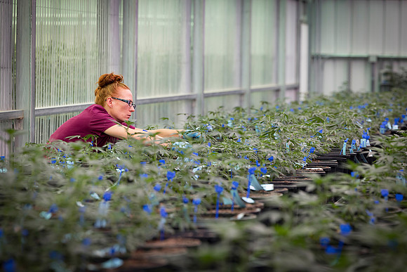 RobustMissouri_Greenhouse_Young_180