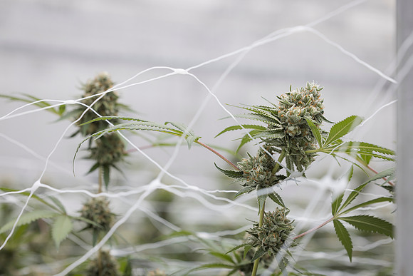RobustMissouri_Greenhouse_Budding_58