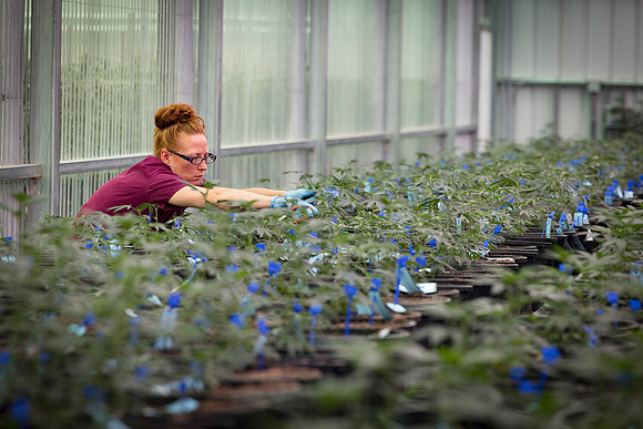 RobustMissouri_Greenhouse_Young_183