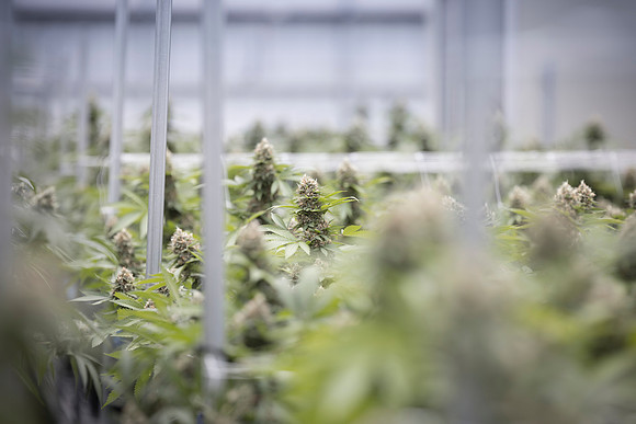 RobustMissouri_Greenhouse_Budding_73