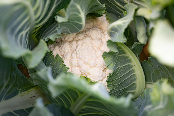 Cristex_Cauliflower_17