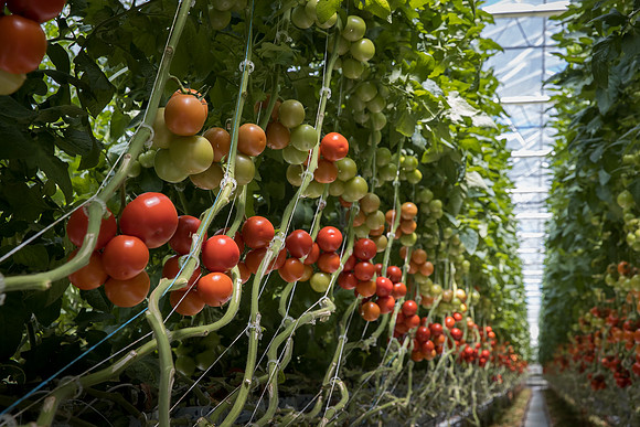Tomatoes_Misc_00131