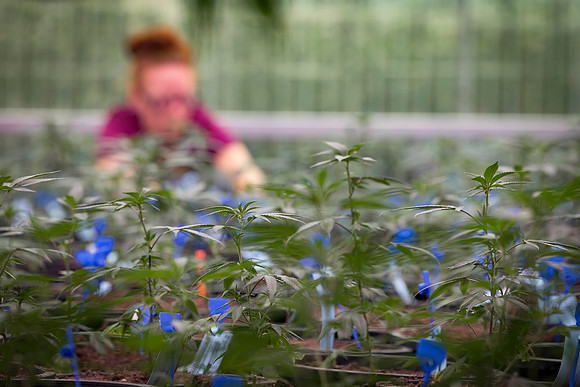 RobustMissouri_Greenhouse_Young_161