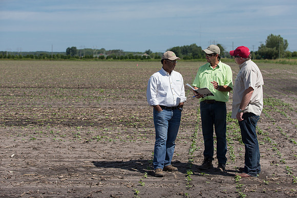 DownyMildew_Trial_MI_0021