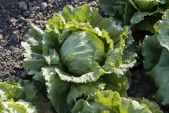 Lettuce_SV8143LG_CA_0004