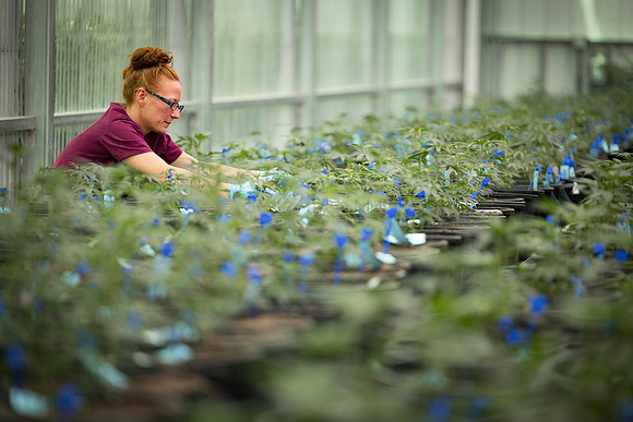 RobustMissouri_Greenhouse_Young_255