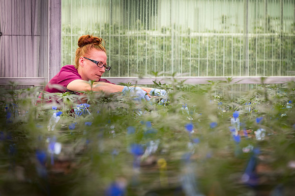 RobustMissouri_Greenhouse_Young_85
