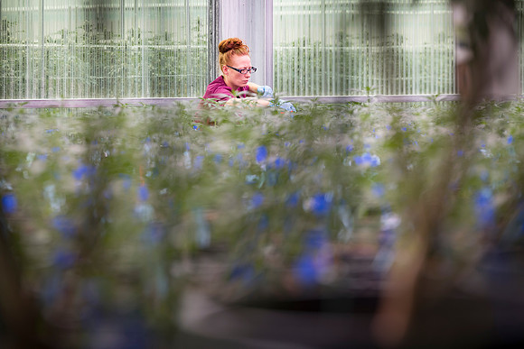 RobustMissouri_Greenhouse_Young_38